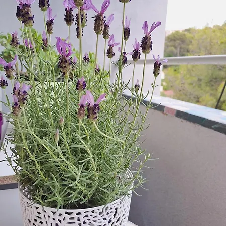 Apartment Baldekin V Šibenik