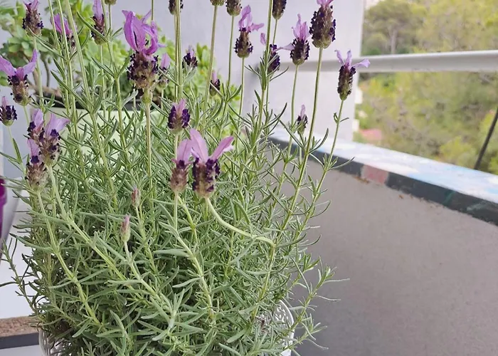 Apartamento Baldekin V Šibenik